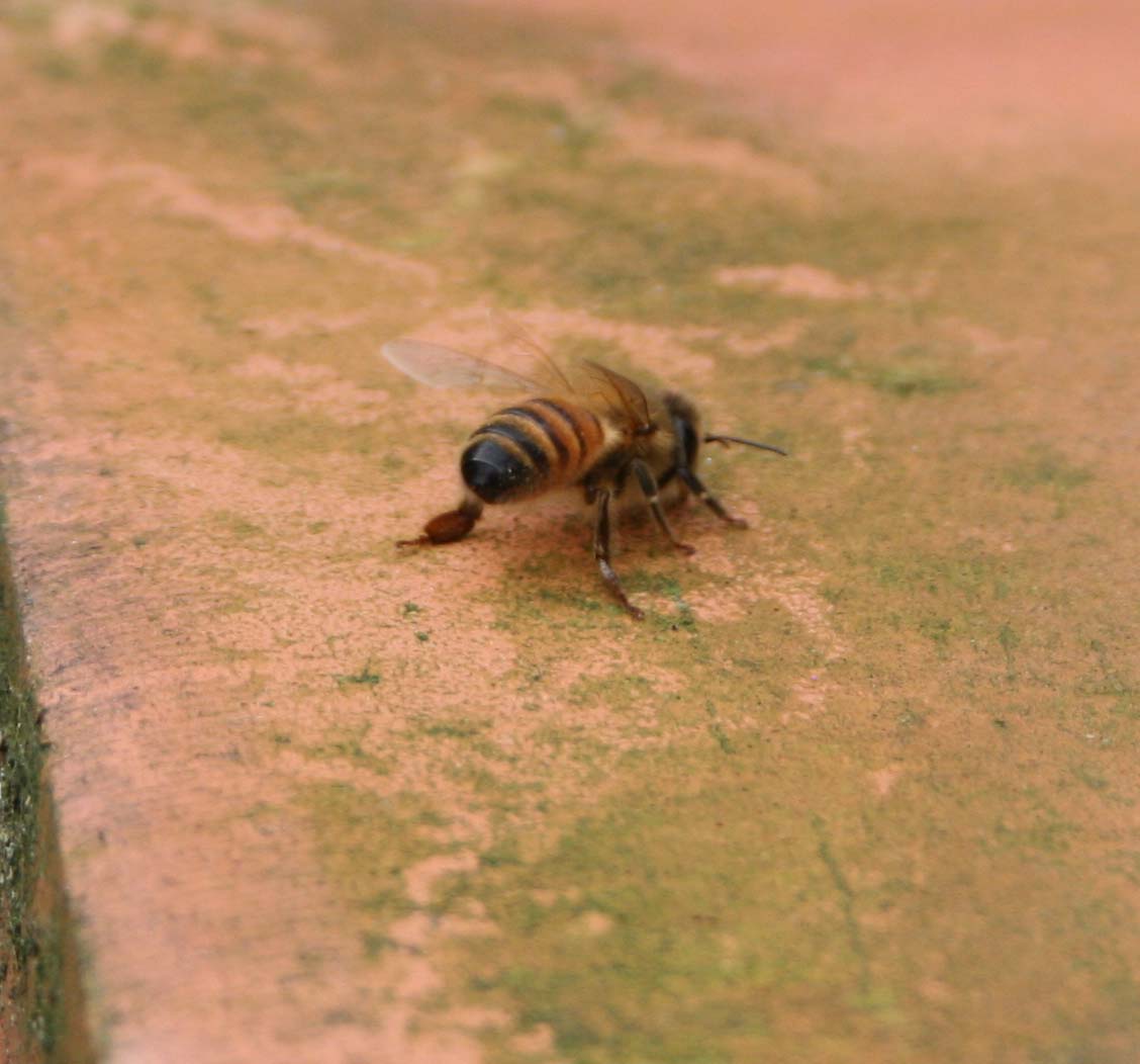 wasps-attacking-bees 052a.jpg